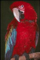 Parrot 4 